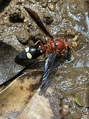 Synagris aestuans rufa