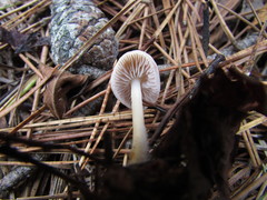 Hygrophorus