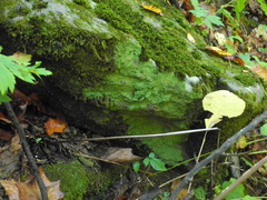 Phyllopsora isidiotyla