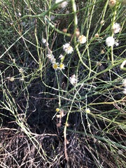 Chloracantha spinosa spinosa