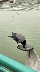 Corvus cornix