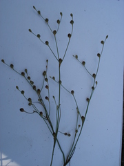 Juncus tenageia