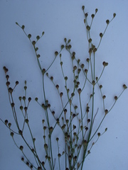 Juncus tenageia