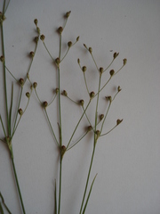 Juncus tenageia