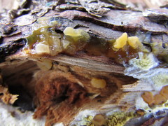 Dacrymyces variisporus