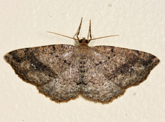 Homochlodes disconventa