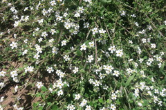 Chaenostoma cordatum