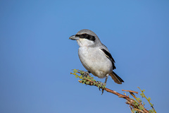 Lanius excubitor