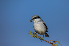 Lanius excubitor