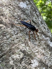 Proagonistes