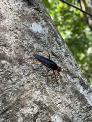 Proagonistes