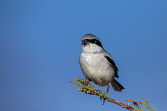 Lanius excubitor