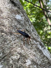 Proagonistes