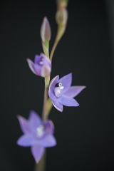 Thelymitra graminea