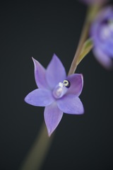 Thelymitra graminea