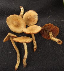 Cortinarius flexipes