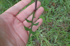 Lactuca floridana