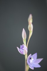 Thelymitra graminea
