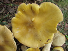 Tricholoma fumosoluteum