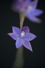 Thelymitra graminea