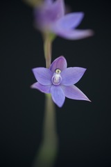 Thelymitra graminea