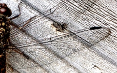 Bradinopyga strachani