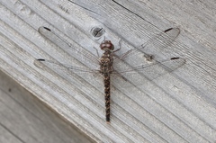 Bradinopyga strachani