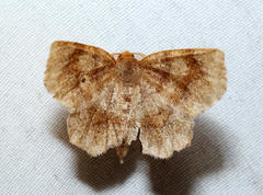 Metarranthis duaria