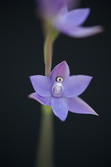Thelymitra graminea