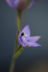 Thelymitra graminea