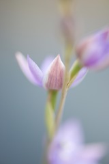 Thelymitra graminea