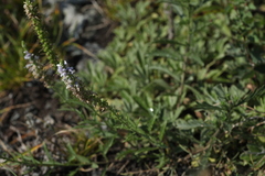 Veronica × sessiliflora
