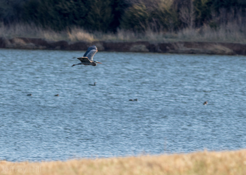 Great Blue Heron photographed in Nebraska