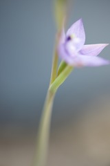 Thelymitra graminea