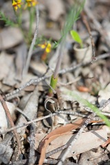 Thelymitra graminea