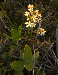 Cliff Parsonsia (Parsonsia praeruptis)