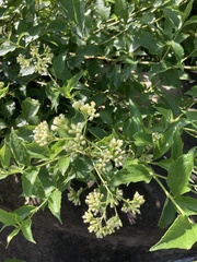 Microglossa pyrifolia