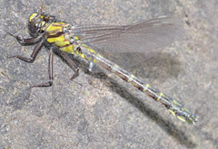 Hylogomphus