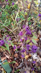 Callicarpa dichotoma