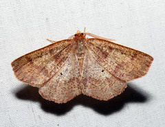 Metarranthis angularia