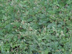 Sanguisorba verrucosa