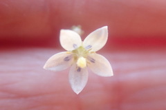 Wahlenbergia androsacea