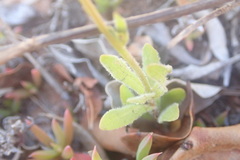 Wahlenbergia androsacea