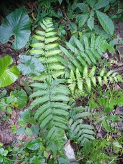 Tectaria subsageniacea