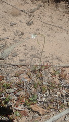 Wahlenbergia androsacea