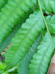 Tectaria subsageniacea