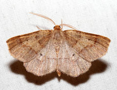 Metarranthis amyrisaria