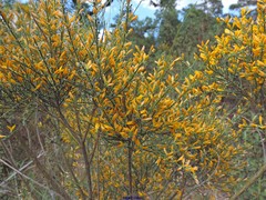 Genista cinerascens