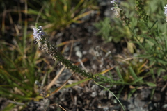 Veronica × sessiliflora