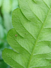 Tectaria subsageniacea